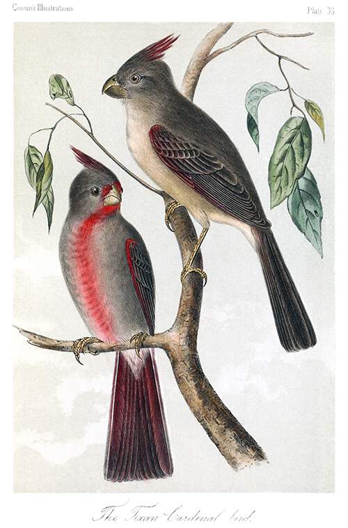 A male and a female desert cardinal are sitting on the branch of a deciduous tree