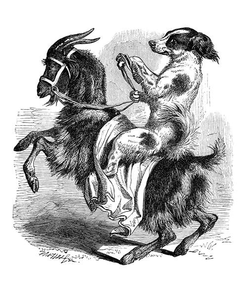 A dog holds the reins of the rearing up goat he is riding while looking sideways at the viewer