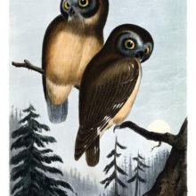 Two northern saw-whet owls are sitting on a branch in a landscape of coniferous woodland