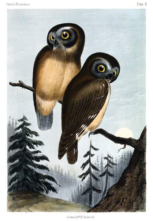 Two northern saw-whet owls are sitting on a branch in a landscape of coniferous woodland