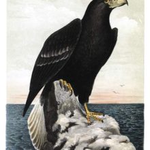 Steller's sea eagle (Haliaeetus pelagicus) sitting on a rock with a background of sea and sky