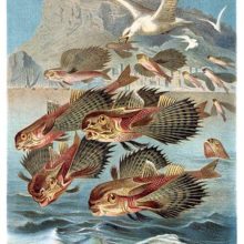 A group of flying gurnards is gliding above the water, hunted down by seagulls