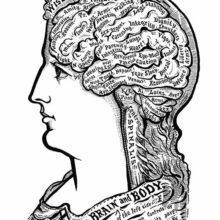 A woman's head is seen from the side with the brain made visible and its folds labeled