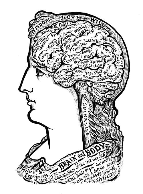 A woman's head is seen from the side with the brain made visible and its folds labeled