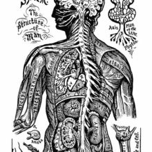 Anatomical plate showing the écorché torso of a man seen from behind with internal organ apparent