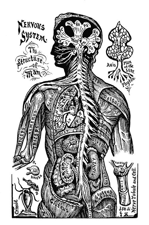 Anatomical plate showing the écorché torso of a man seen from behind with internal organ apparent