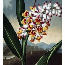 View of stalk, leaves, and flowers of Shell ginger in the foreground of an open landscape
