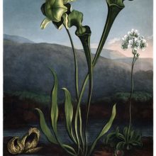 View of a skunk cabbage, a yellow pitcherplant, and a Venus flytrap on the bank of a pond