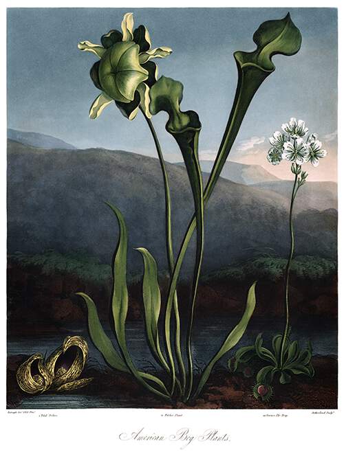 View of a skunk cabbage, a yellow pitcherplant, and a Venus flytrap on the bank of a pond