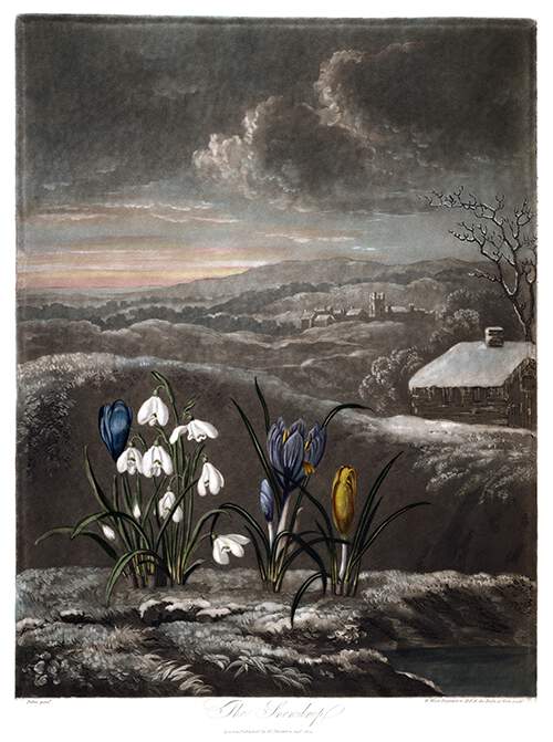 View of a wintry countryside landscape with snowdrops and blue and yellow crocuses in the foreground