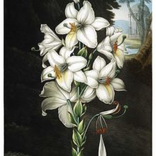View of a white lily against a shady background opening onto a park with a garden pavilion