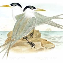 Two crested terns are sitting on a rock surrounded by the sea, facing opposite directions