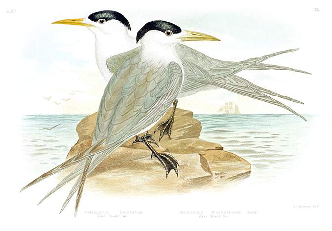 Two crested terns are sitting on a rock surrounded by the sea, facing opposite directions