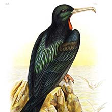 View of a lesser frigatebird (Fregata ariel) sitting on a rock overlooking the sea
