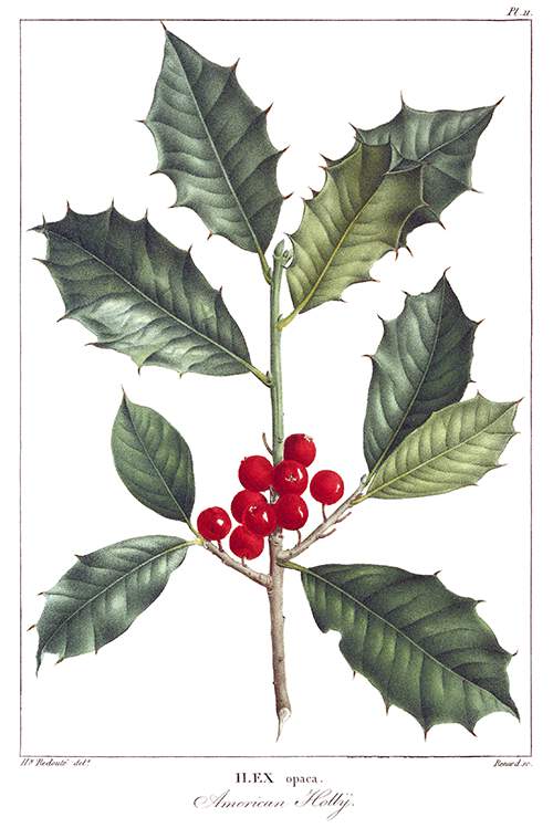 Stipple engraving showing leaves and fruit on a branch of American holly (Ilex opaca)