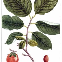Stipple engraving showing leaves and fruit of American persimmon (Diospyros virginiana)