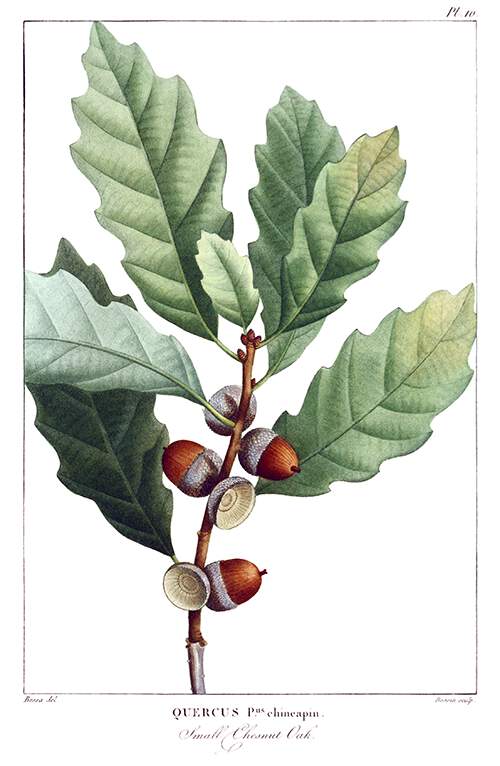 Stipple engraving showing leaves, acorn, and tip of a branch of the dwarf chinkapin oak (Quercus prinoides)
