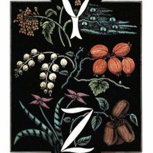The letters Y and Z are drawn in white over a background of plants and fruit