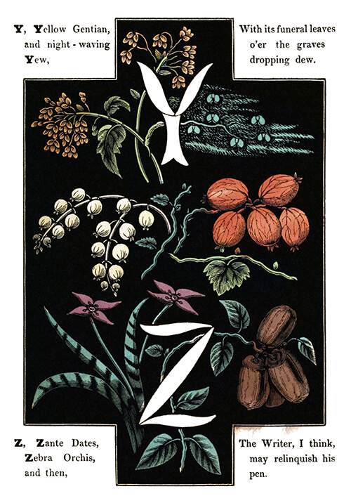 The letters Y and Z are drawn in white over a background of plants and fruit