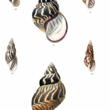 Plate showing land snails from Central and South America, most of them see from front and back