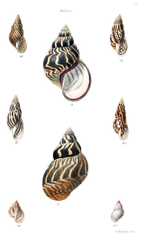 Plate showing land snails from Central and South America, most of them see from front and back