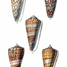 Shells of three species of sea snails in the family Conidae, commonly known as cone snails