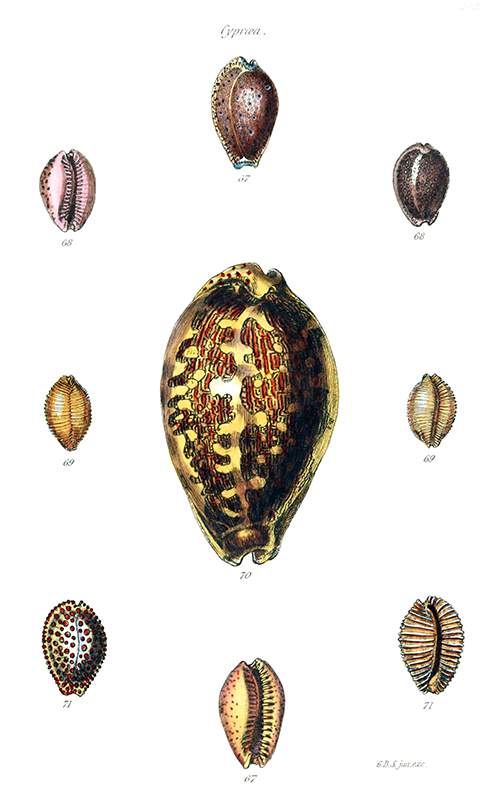 Shells of five species of sea snails in the family Cypraeidae, commonly known as cowries