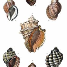 Shells of four sea snails in the family Muricidae, classified by the author in the genus Monoceros