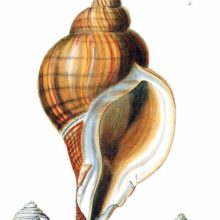 Shells of sea snails in the family Muricidae, classified by the author in the genus Monoceros