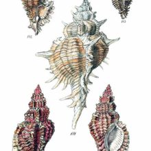 Plate showing the shells of four sea snails in the family Muricidae