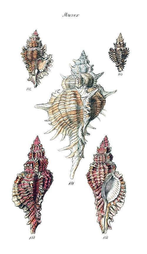 Plate showing the shells of four sea snails in the family Muricidae