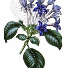 Hindsia violacea is a plant in the family Rubiaceae introduced to Britain in 1844