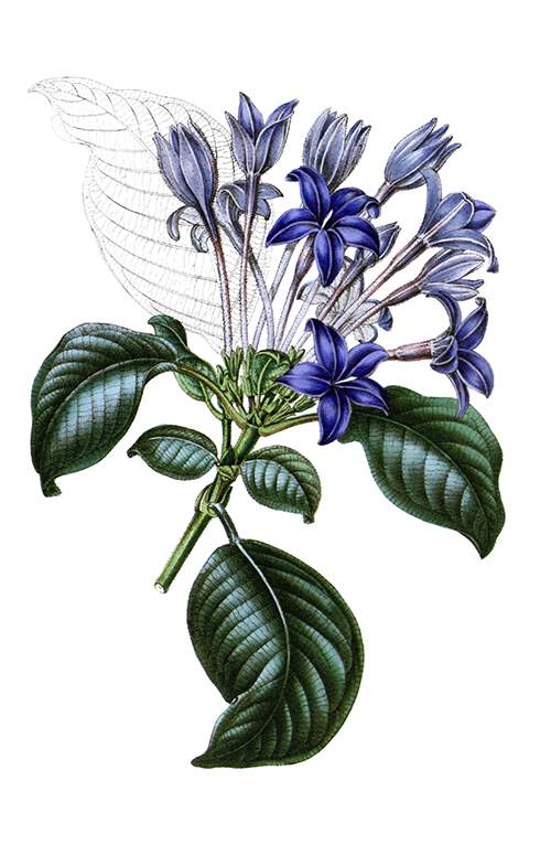 Hindsia violacea is a plant in the family Rubiaceae introduced to Britain in 1844
