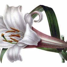 Lilium brownii is a plant in the family Liliaceae, native to China
