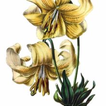 The Nankeen lily (Lilium testaceum) is a hybrid between Lilium candidum and Lilium chalcedonicum