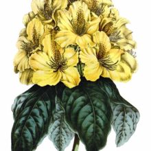 Mr. Smith's Yellow Rose-Bay (Rhododendron smithii aureum) is a plant in the family Ericaceae