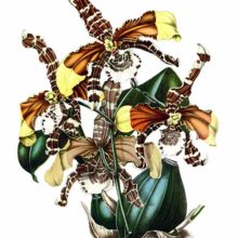 Rossioglossum grande is a plant in the family Orchidaceae, native to South and Central America