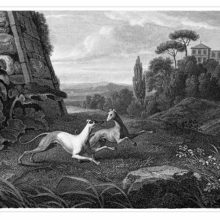 Two Italian greyhounds are frolicking in the park of a villa which can be seen in the background