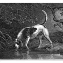 A southern hound drinks from a pond in the woods while looking up from the water