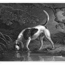 A southern hound drinks from a pond in the woods while looking up from the water