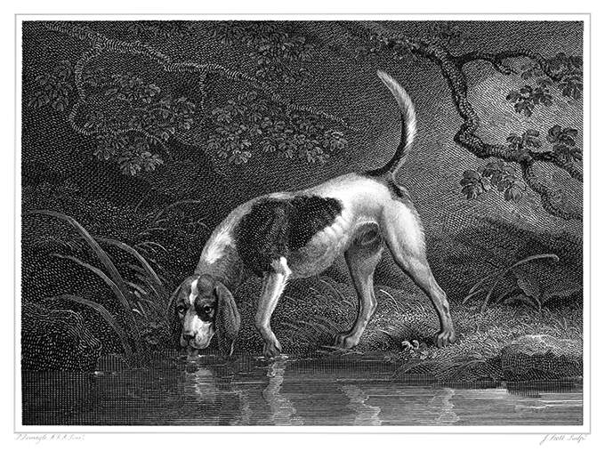 A southern hound drinks from a pond in the woods while looking up from the water