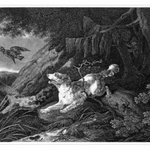 A Springer Spaniel is seen coming out of the woods and flushing a woodcock