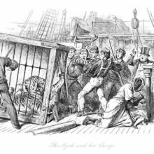 As the cage of a tiger is being moved onto a ship, a mishap causes the animal to break loose