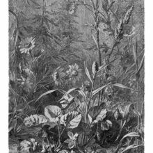 View of a spot of grassland showing various flowers, including daisies, anemones, and wood violets