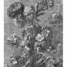 Plate showing dahlias and wild rose shrubs on a grassy spot with a wall in the background
