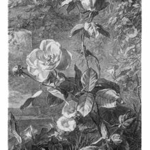 Plate showing a blooming rose shrub growing in front of a garden wall overgrown with vines