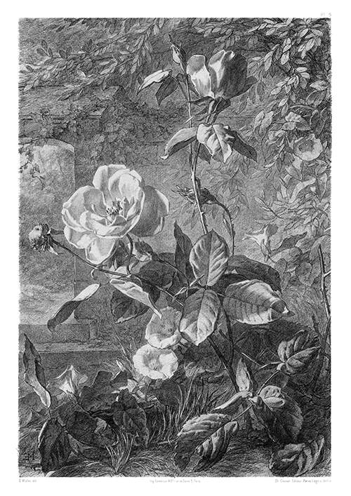 Plate showing a blooming rose shrub growing in front of a garden wall overgrown with vines