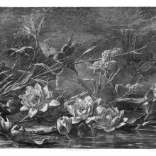 A kingfisher spreads its wings on a twig hanging over water lily blooms and buds