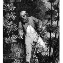 A man in a tropical forest happens upon a small bird caught in the web of a large spider
