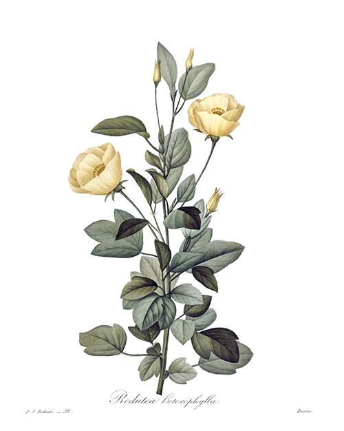 Stipple engraving showing the stem, leaves and pale yelow flowers of Cienfuegosia heterophylla
